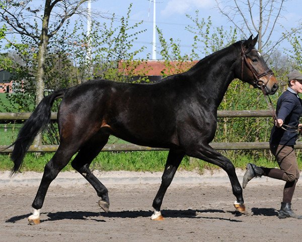 horse Wallach von Riccio/Monsieur (Westphalian, 2011, from Riccio)