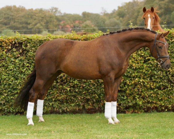 horse Don Fidermark HW (Hanoverian, 2018, from Don Martillo)