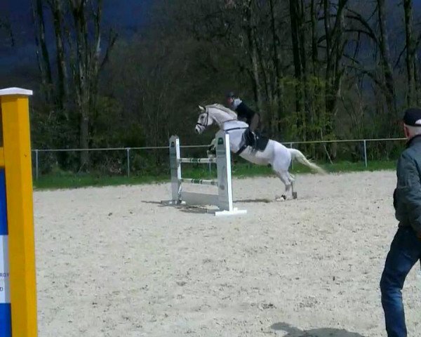 Springpferd Diablo's Dreamboy (Westfale, 2002, von Dimension)