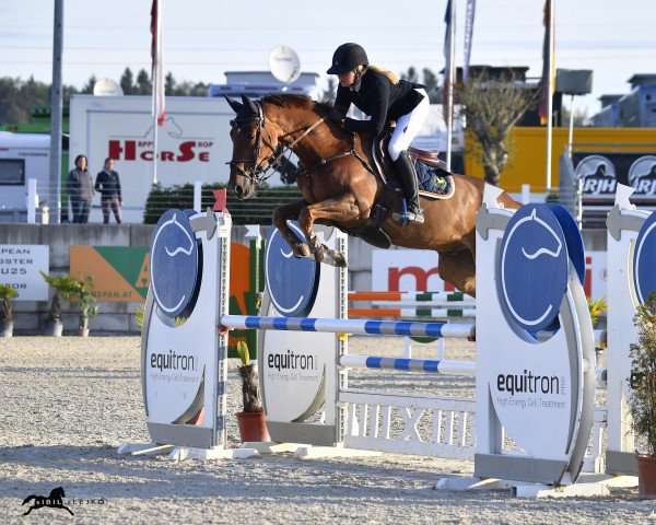 Springpferd L'Amour Toujours Vdp (KWPN (Niederländisches Warmblut), 2016, von For Pleasure)