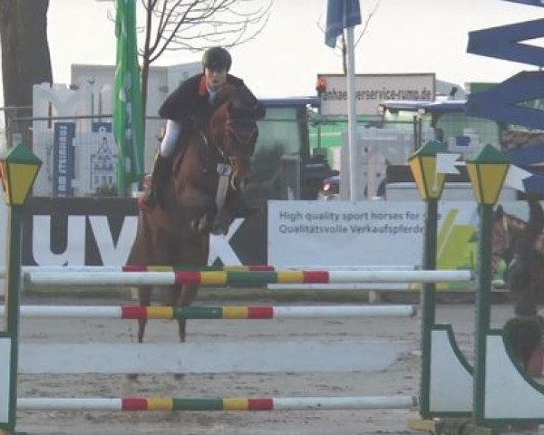 Springpferd Calimera 54 (Westfale, 2010, von Comme il Faut)