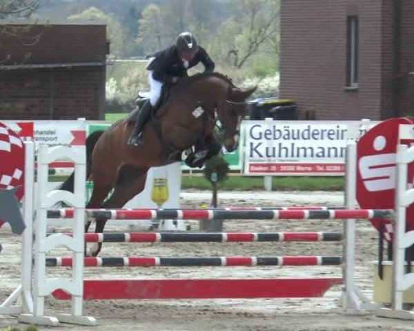 jumper Bordeaux 31 (Westphalian, 2010, from Balous Bellini)