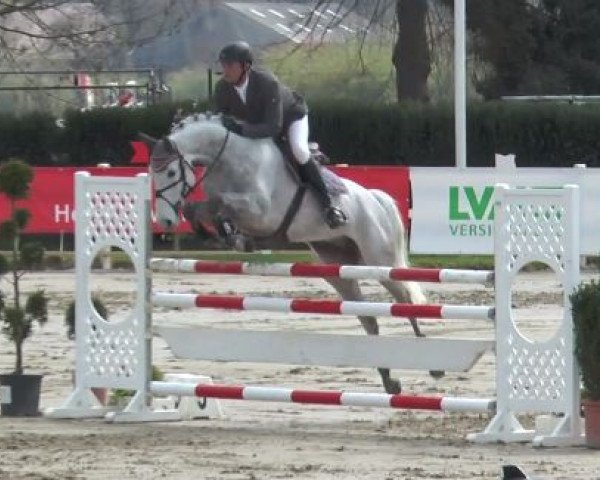 jumper Cosimo 59 (Oldenburg show jumper, 2010, from Cellestial) jumper Cosimo 59 (Oldenburg show jumper, 2010, from Cellestial)