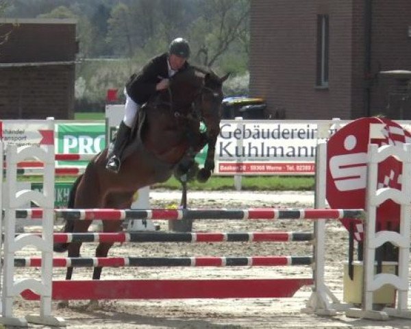 jumper Abercrombie 6 (Westphalian, 2010, from Arpeggio)
