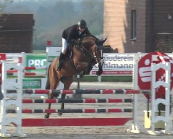 Springpferd Quax 79 (Holsteiner, 2010, von Quirado)