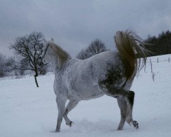 Cavallo da Dressage Grey Babe (Pony da Sella Tedesco, 1996, di Gentle Gipsy)