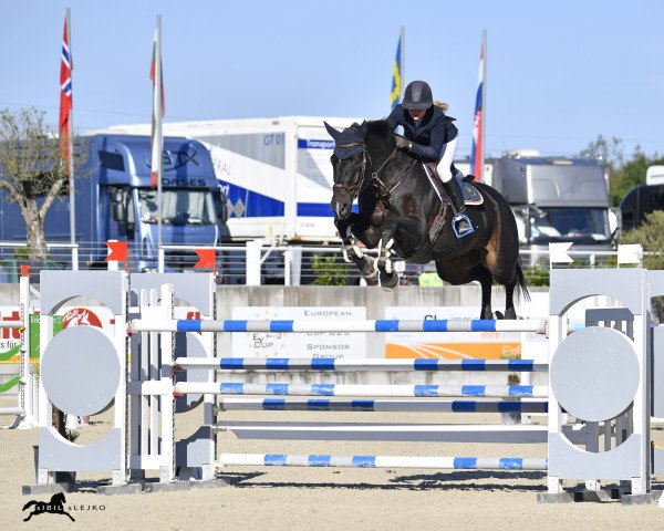 Springpferd Liverpool 56 (Oldenburger Springpferd, 2012, von Tailormade Lawito)