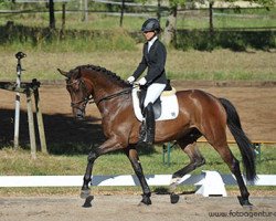 dressage horse Diamond's DiDonato (Hanoverian, 2010, from Diamond Hit)