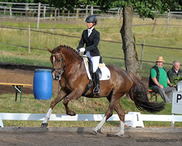 dressage horse Rospoli (Hanoverian, 2010, from Rotspon)