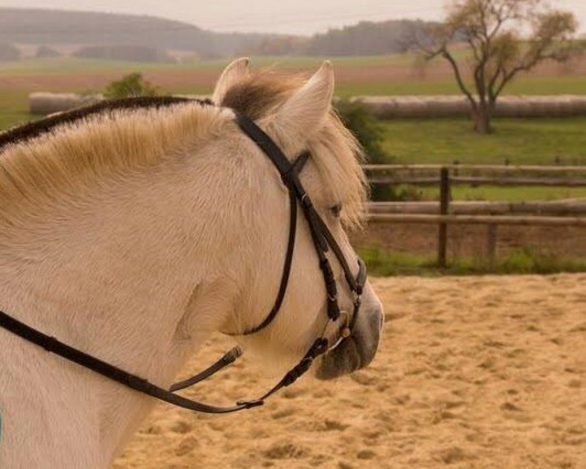 broodmare Liblakka vom Oderhaff (Fjord Horse, 2008, from Solbjør Borken)