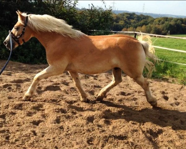 Dressurpferd Newton (6,25% ox) (Haflinger, 2002, von Natif) Dressurpferd Newton (6,25% ox) (Haflinger, 2002, von Natif)