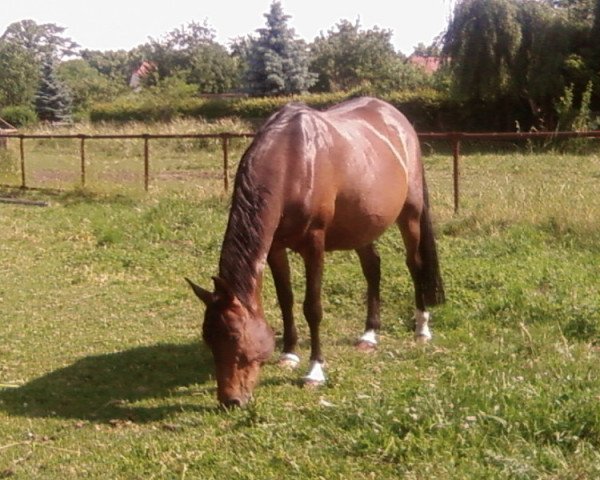 broodmare Santana (Saxony-Anhaltiner, 1995, from Gaylord ox)