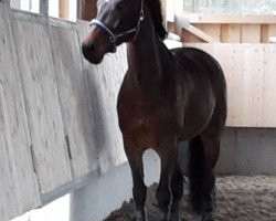 dressage horse Cinzano 72 (Bavarian, 2009, from Cinquecento 7)
