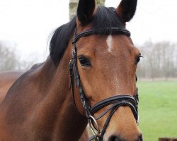 jumper Tessa 201 (Holsteiner, 2003, from Cosimo)
