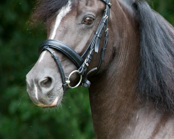 Zuchtstute Richenda II vom Alten Grenzhof (Welsh-Cob (Sek. D), 1998, von Limes Double Shamrock) Zuchtstute Richenda II vom Alten Grenzhof (Welsh-Cob (Sek. D), 1998, von Limes Double Shamrock)