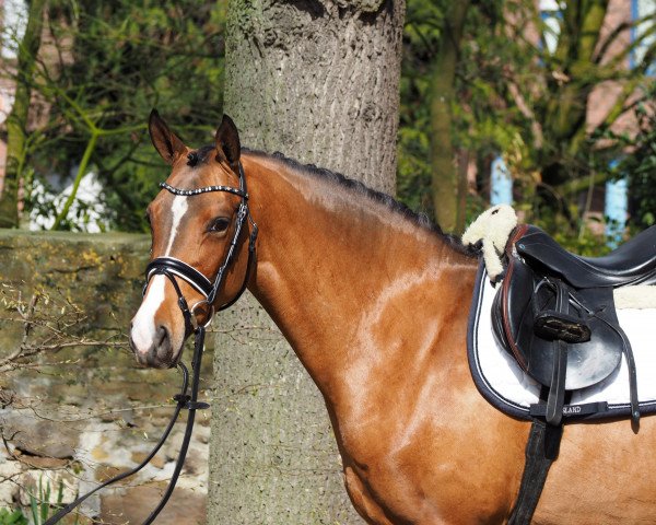 horse Classic Girl (German Riding Pony, 2012, from Classic Dancer I)