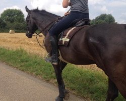 dressage horse Horyzont (Little-Poland (malopolska), 2009, from Atrybut)