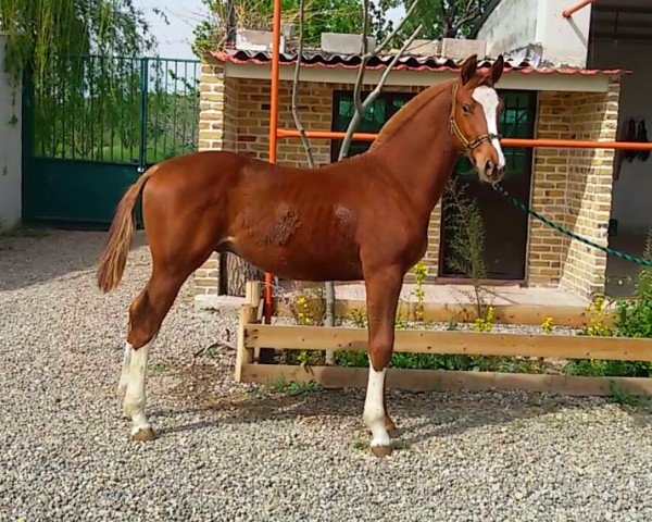 horse My Towart Z (Westphalian, 2015, from Hogwart)
