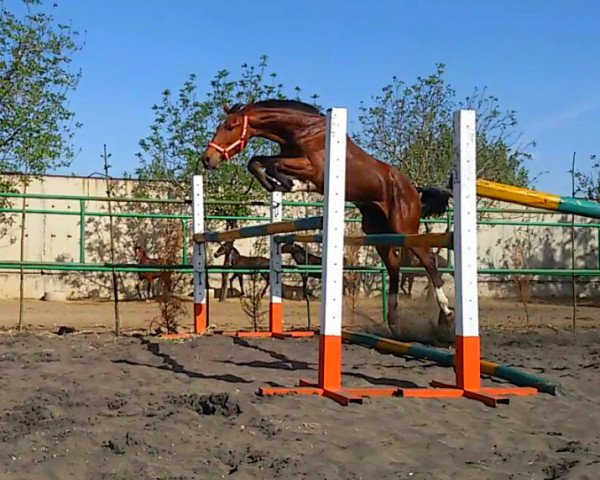horse My Lowart Z (Selle Français, 2015, from Hogwart)