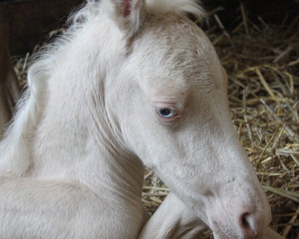 horse Rheingold's Mischko (German Riding Pony, 2016, from Rheingold)