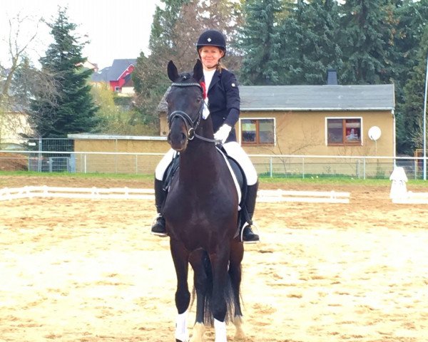 horse Diaronjo (Oldenburg show jumper, 2010, from Diarado)
