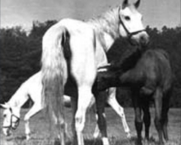 broodmare 172 Shagya XXXVI-9 (Shagya Arabian, 1955, from Shagya XXXVI)