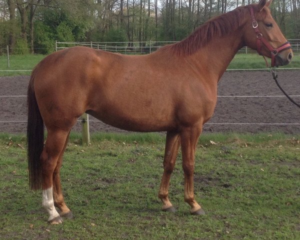 Zuchtstute Sorento's Girl (Westfale, 2012, von Sorento OLD)