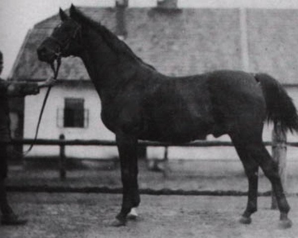 stallion 120 Dahoman XVI-16 (Arabian purebred, 1912, from Dahoman XVI)