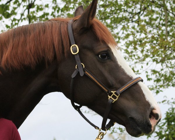 broodmare Florina K (Westphalian, 2008, from Florenciano 6)