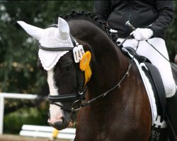 dressage horse Piacenza 32 (Bavarian, 2008, from Samarant)