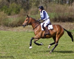 Broodmare Ballantina (Trakehner, 2011, from Legretto)