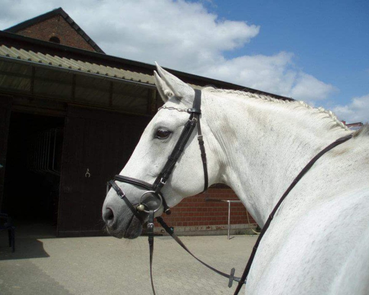 Zuchtstute Sister of Schampus (Westfale, 1995, von Schampus xx)