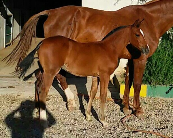 horse My Miwart z (Westphalian, 2015, from Hogwart)