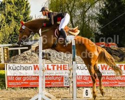 jumper Giness 6 (Latvian Warmblood, 2009)