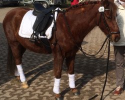 dressage horse Florentino 84 (Pinto / Pony, 2009)