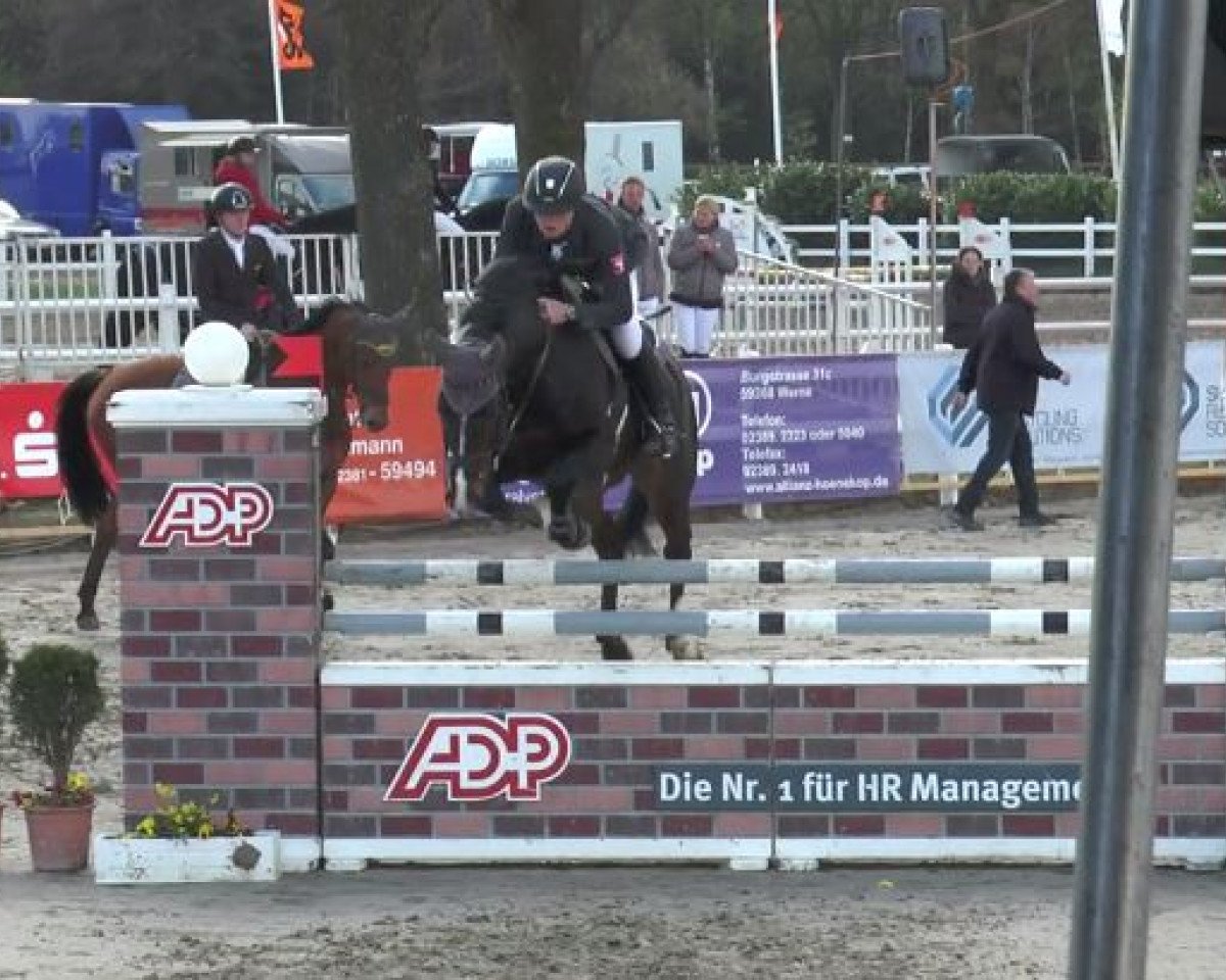 Garanhão Celektro (Westfaliano, 2010, de Cornet Obolensky)