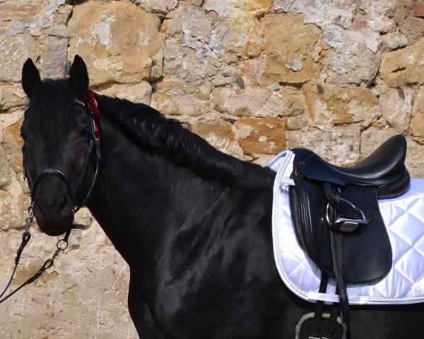 horse Hero (German Sport Horse, 2009, from Hochmeister)