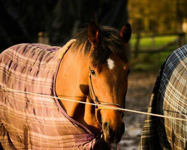Pferd Floronce la Supreme (Oldenburger, 2012, von Fuechtels Floriscount OLD)