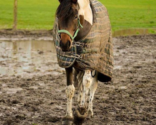 broodmare Belle etoile L (Oldenburg, 2012, from Southern Star)