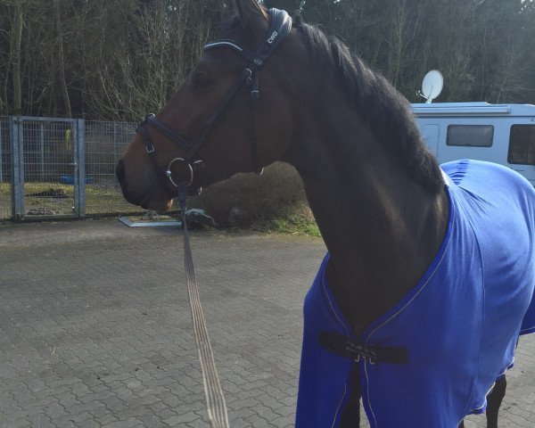 broodmare Flotte Lotte 9 (Holsteiner, 2013, from Nerrado)