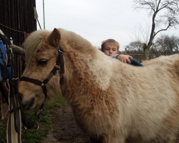 Pferd Lola Popcorn (Shetland Pony, 2007)