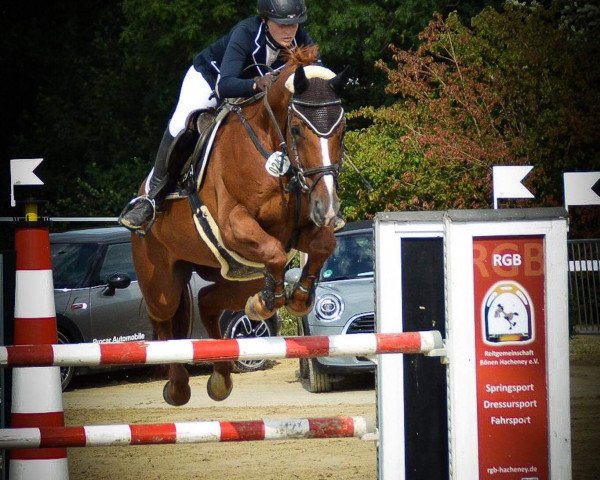 jumper Danny's Boy 4 (Hanoverian, 2007, from Don Kennedy)
