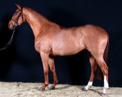 dressage horse Louis 269 (Hanoverian, 2006, from Londonderry)