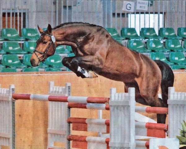 stallion Montendro (German Sport Horse, 2009, from Monte Bellini)