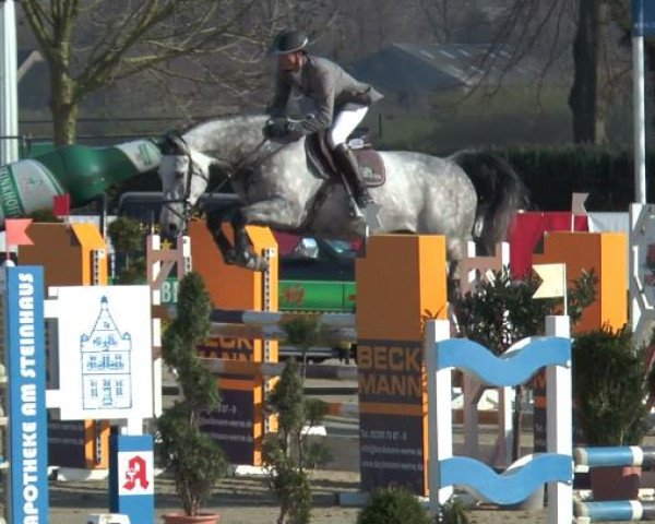 jumper Calvie 4 (Westphalian, 2011, from Cordess 2)