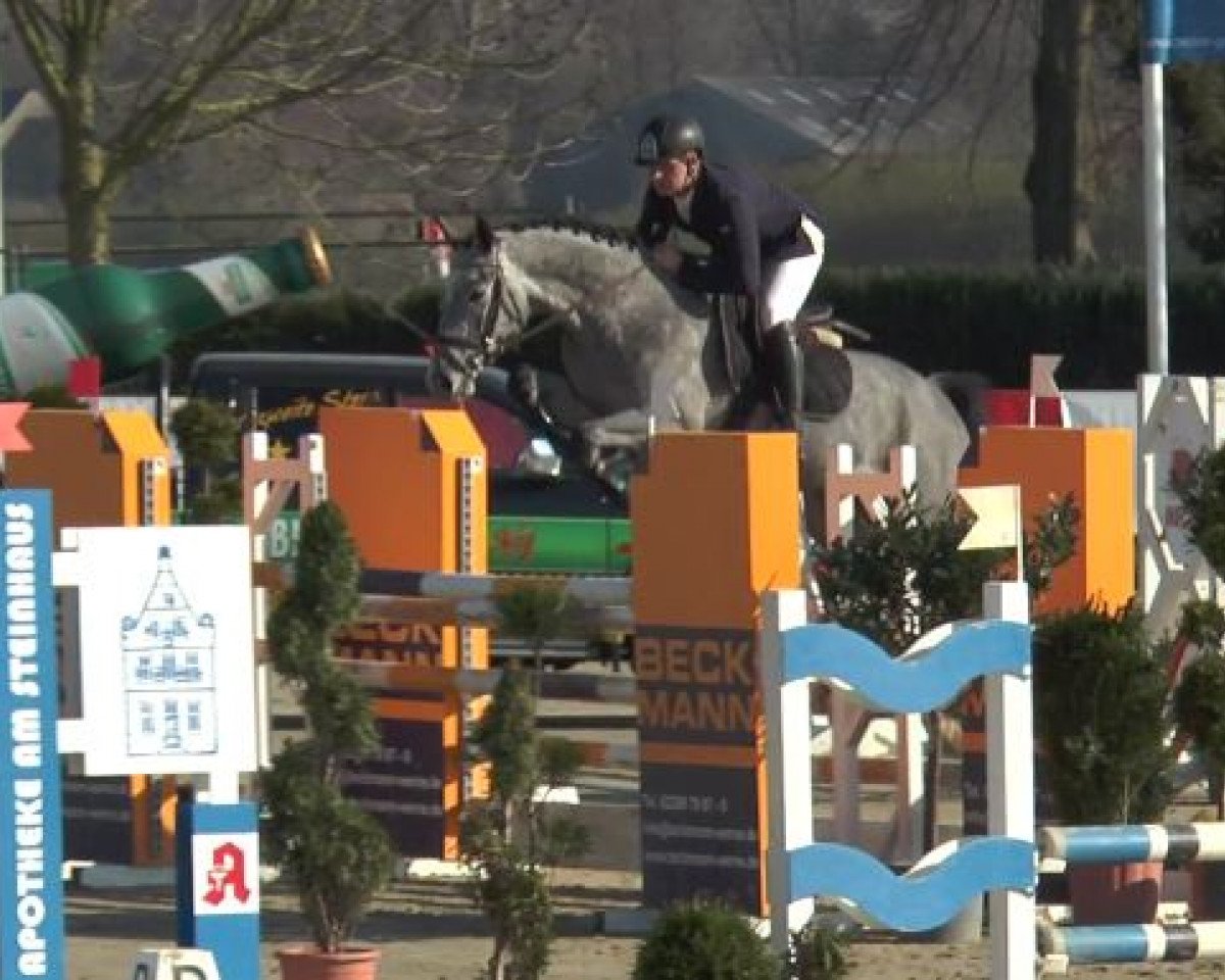Springpferd Clowny 3 (Holsteiner, 2011, von Clarimo Ask)