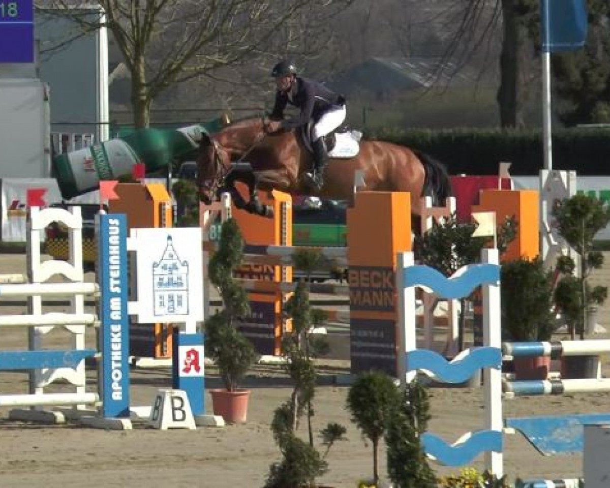 Springpferd Bella Mm (Westfale, 2011, von Balous Bellini)