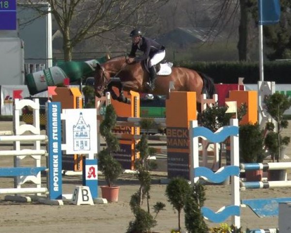jumper Bella Mm (Westphalian, 2011, from Balous Bellini)