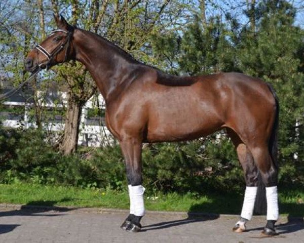 Pferd Delphina (Hannoveraner, 2011, von Diamond Hit)