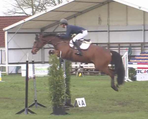 jumper Hello Punky (Holsteiner, 2010, from Aragorn W)